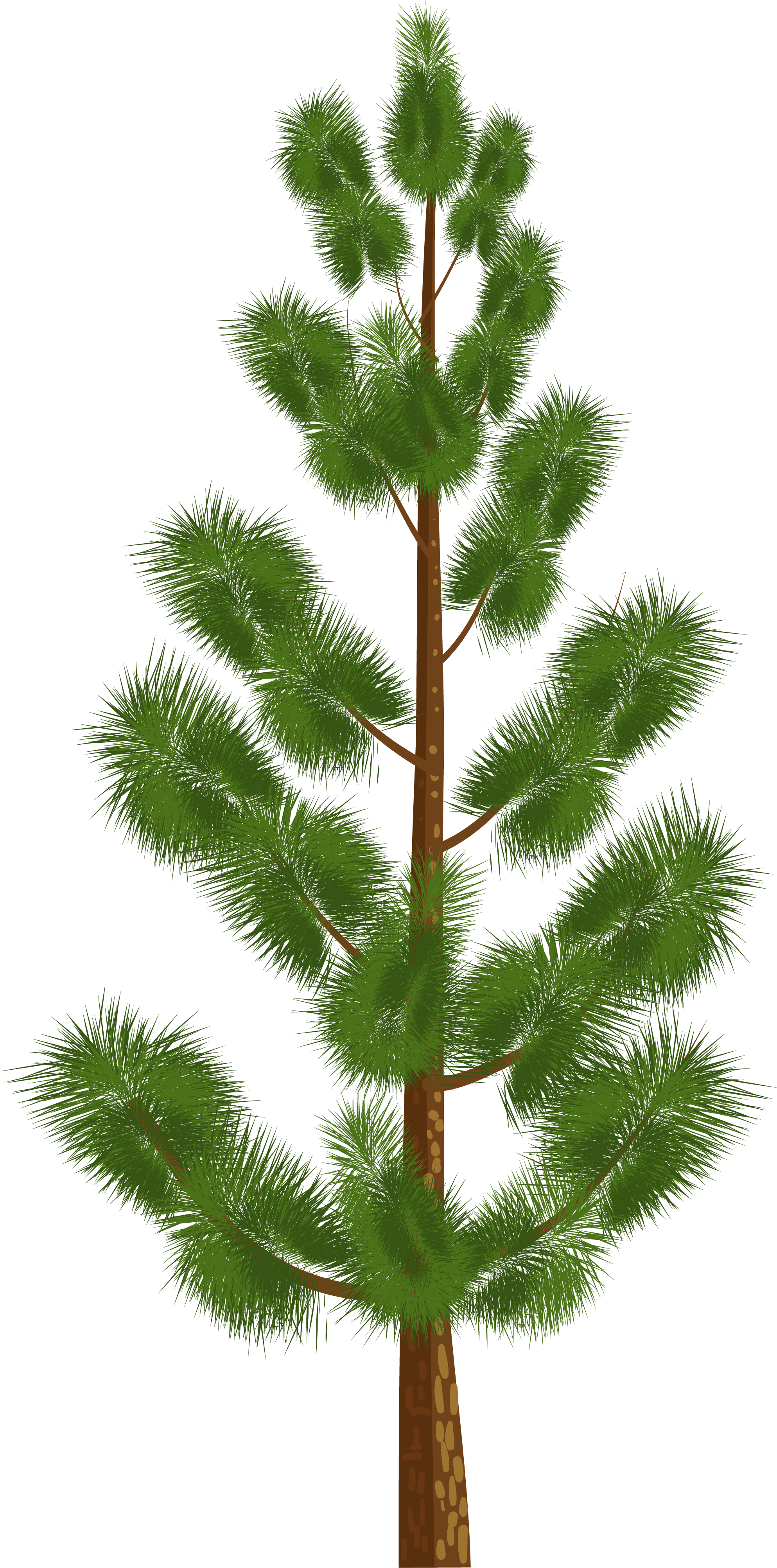 Illustration of a pine tree