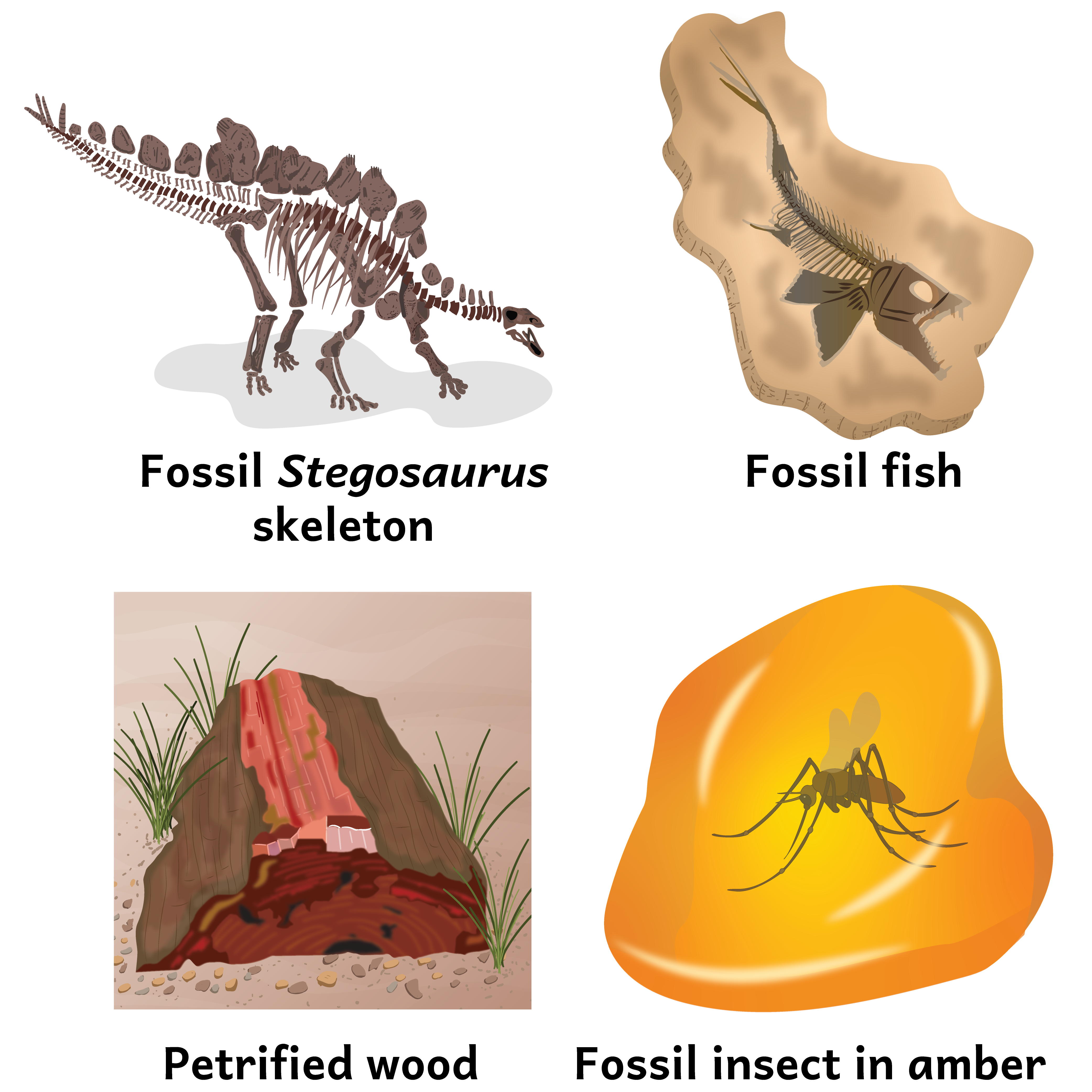 Illustration of fossils