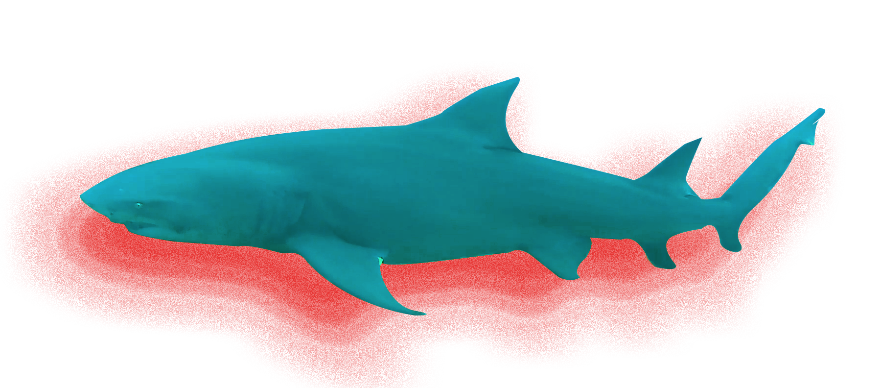 9 foot Lemon Shark